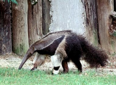Great_Anteater (36k image)