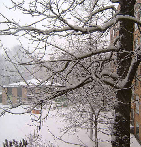 Schnee (61k image)