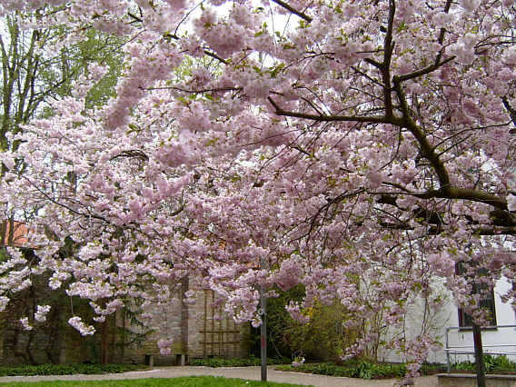 Fruehling