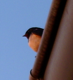 Rauchschwalbe