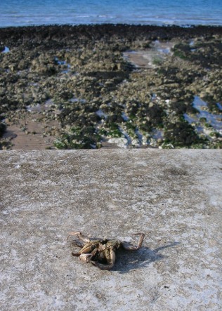 090907_Undercliff_Crab